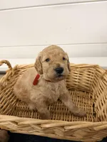 Red, a male Miniature Goldendoodle for sale in Jesup, GA – Photo 5 of 8