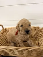 Red, a male Miniature Goldendoodle for sale in Jesup, GA – Photo 3 of 8