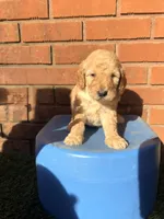 Red, a male Miniature Goldendoodle for sale in Jesup, GA – Photo 2 of 8
