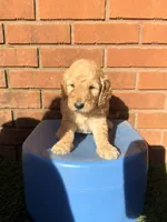 Red, a male Miniature Goldendoodle for sale in Jesup, GA – Photo 1 of 8