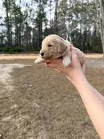 Red, a male Miniature Goldendoodle for sale in Jesup, GA – Photo 8 of 8