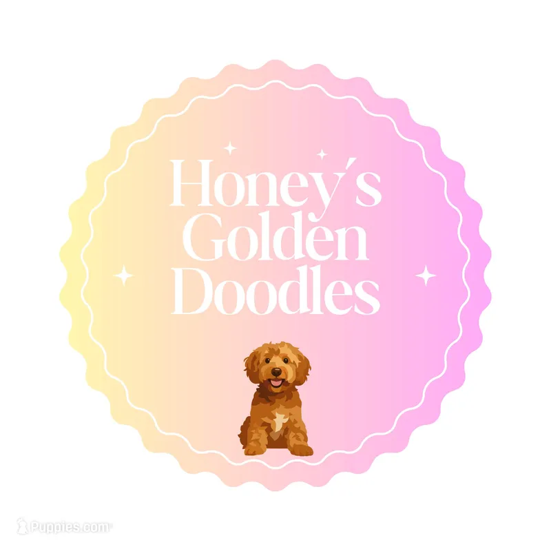 Orange – Miniature Goldendoodle puppy for sale in Jesup, GA