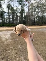 Orange, a female Miniature Goldendoodle for sale in Jesup, GA – Photo 2 of 2