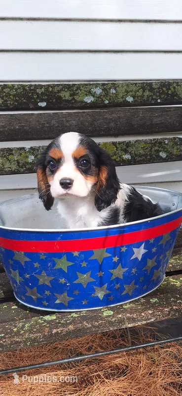 Cavi baby boy – Cavalier King Charles Spaniel puppy for sale in Bradley, IL