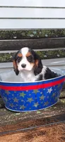 Cavi baby boy, a male Cavalier King Charles Spaniel for sale in Bradley, IL – 1 of 7