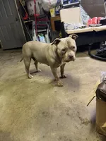 Nebula, a female American Bully for sale in Bradley, IL – 6 of 6