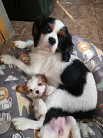 Cavi baby boy, a male Cavalier King Charles Spaniel for sale in Bradley, IL – 4 of 7