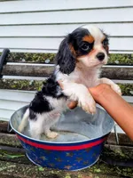 Cavi baby boy, a male Cavalier King Charles Spaniel for sale in Bradley, IL – 3 of 7