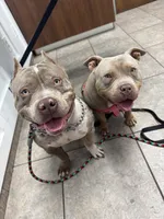 Nebula, a female American Bully for sale in Bradley, IL – 5 of 6