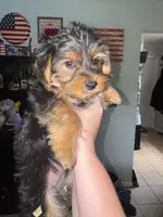 Rex&Tex, a male Yorkshire Terrier for sale in Bradley, IL – 5 of 7