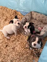 Açaí micro, a female American Bully for sale in Bradley, IL – 4 of 6