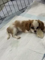 Parker, a male Cavalier King Charles Spaniel for sale in Bradley, IL – 6 of 8