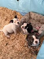 Lotta, a female American Bully for sale in Bradley, IL – 7 of 9