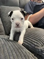 Missy, a female American Bully for sale in Bradley, IL – 2 of 4