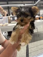 Rex&Tex, a male Yorkshire Terrier for sale in Bradley, IL – 2 of 7