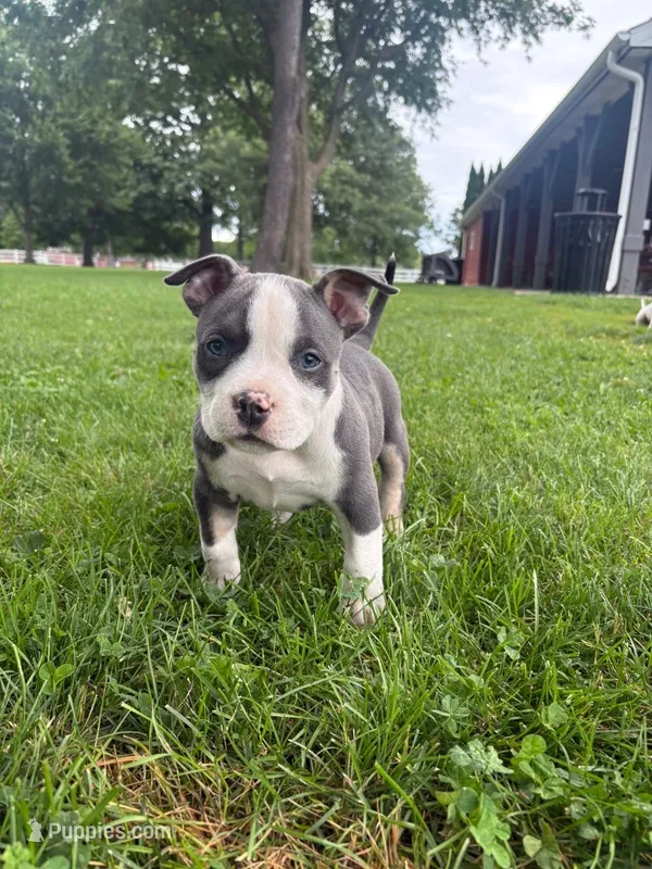 Lotta – American Bully puppy for sale in Bradley, IL