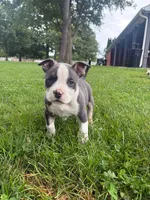 Lotta, a female American Bully for sale in Bradley, IL – 1 of 4