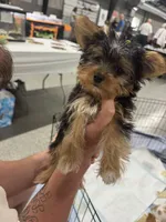 Rex&Tex, a male Yorkshire Terrier for sale in Bradley, IL – 3 of 7