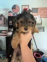 Rex&Tex, a male Yorkshire Terrier for sale in Bradley, IL – 4 of 7