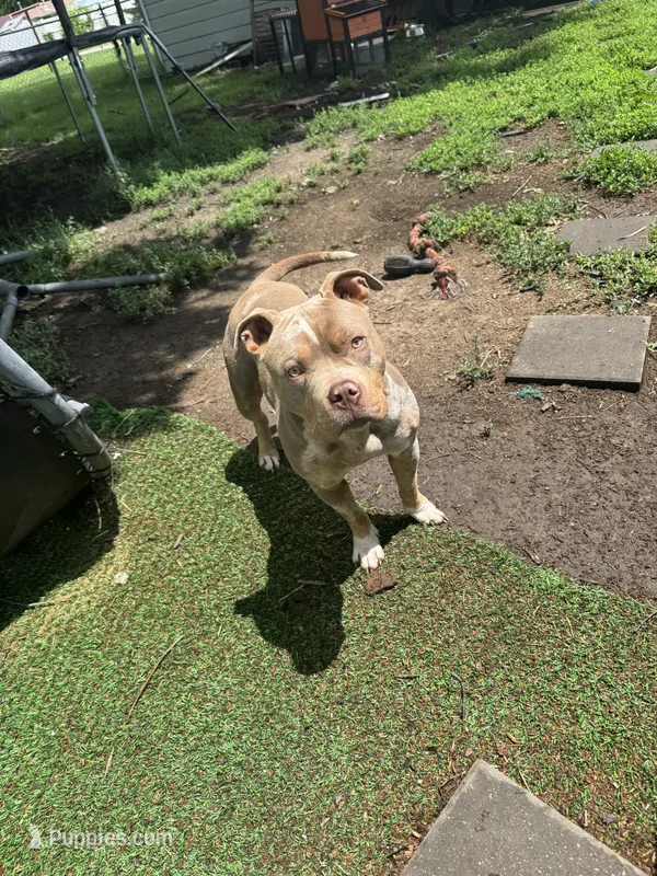 Jewels – American Bully puppy for sale in Bradley, IL