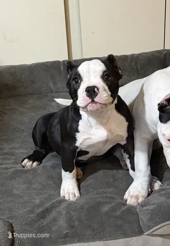 Açaí micro – American Bully puppy for sale in Bradley, IL