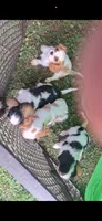 Cavi baby boy, a male Cavalier King Charles Spaniel for sale in Bradley, IL – 7 of 7