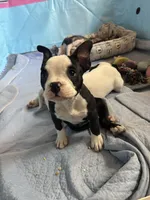 Açaí micro, a female American Bully for sale in Bradley, IL – 1 of 6