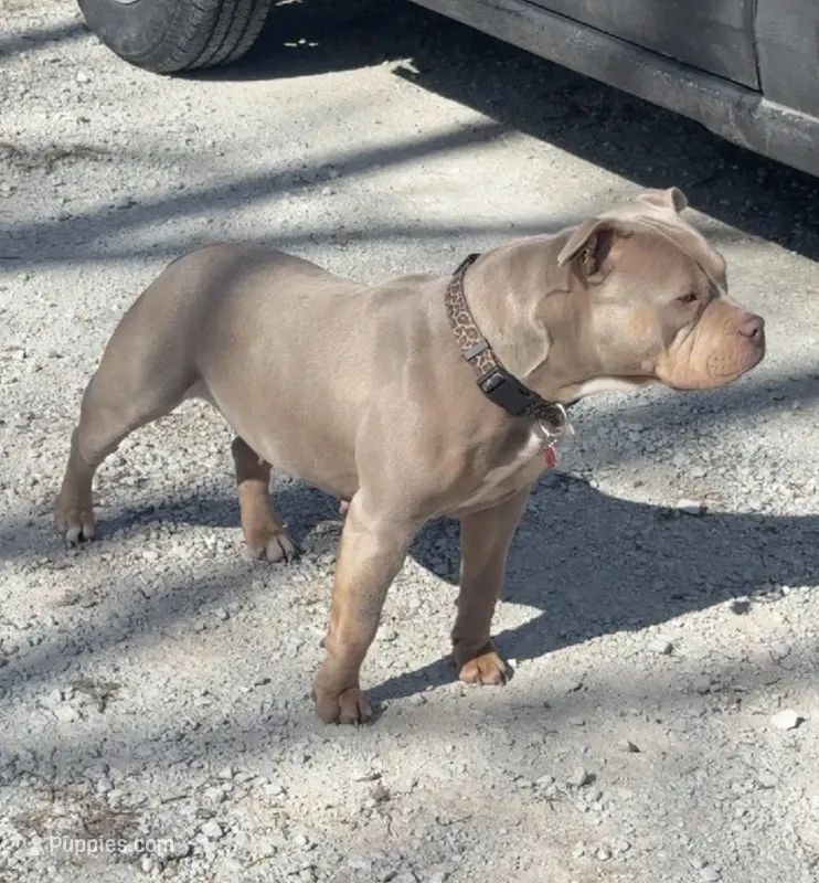 Nebula – American Bully puppy for sale in Bradley, IL