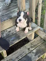 Lotta, a female American Bully for sale in Bradley, IL – 2 of 9