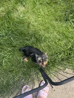Zoie, a female Yorkshire Terrier for sale in Bradley, IL – 4 of 4