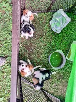 Cavi baby boy, a male Cavalier King Charles Spaniel for sale in Bradley, IL – 5 of 7
