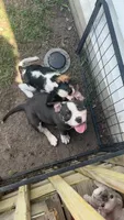 Lotta, a female American Bully for sale in Bradley, IL – 3 of 9