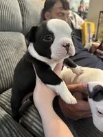 Trixie, a female American Bully for sale in Bradley, IL – 5 of 6