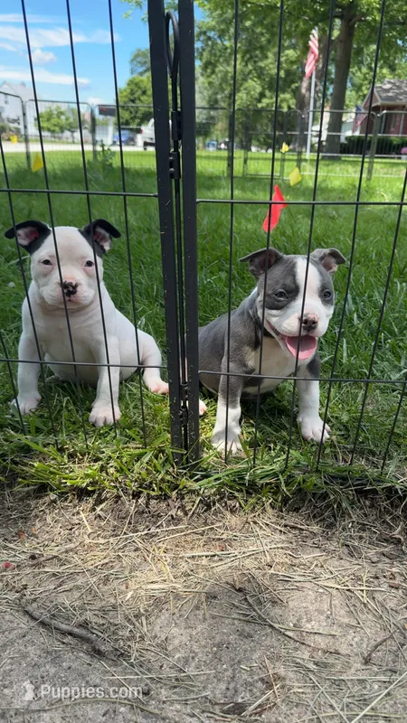 Missy – American Bully puppy for sale in Bradley, IL