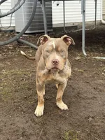 Jewels abkc pocket, a female American Bully for sale in Bradley, IL – Photo 2 of 8