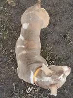 Jewels abkc pocket, a female American Bully for sale in Bradley, IL – Photo 5 of 8