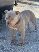 Jewels abkc pocket, a female American Bully for sale in Bradley, IL – Photo 7 of 8