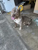 Jewels abkc pocket, a female American Bully for sale in Bradley, IL – Photo 8 of 8