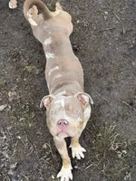 Jewels abkc pocket, a female American Bully for sale in Bradley, IL – Photo 3 of 8