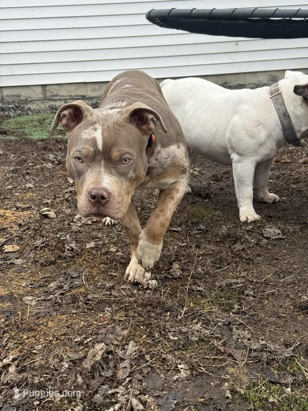 Jewels abkc pocket – American Bully puppy for sale in Bradley, IL