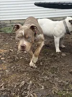 Jewels abkc pocket, a female American Bully for sale in Bradley, IL – Photo 1 of 8