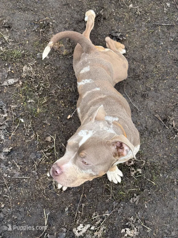 Jewels abkc pocket – American Bully puppy for sale in Bradley, IL