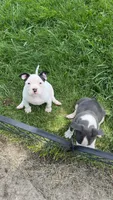 Missy Moo, a female American Bully for sale in Bradley, IL – 3 of 4