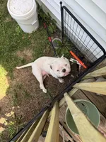 Bunni, a female American Bully for sale in Bradley, IL – 3 of 4