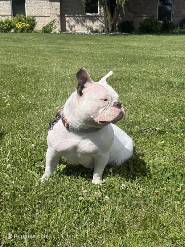 Bunni – American Bully puppy for sale in Bradley, IL