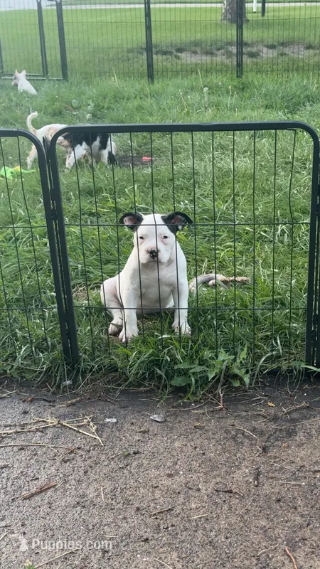 Missy Moo – American Bully puppy for sale in Bradley, IL