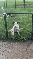 Missy Moo, a female American Bully for sale in Bradley, IL – 3 of 8