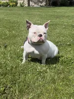 Bunni, a female American Bully for sale in Bradley, IL – 2 of 4