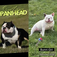 Missy, a female American Bully for sale in Bradley, IL – 3 of 4