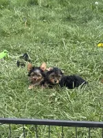 Rex&Tex, a male Yorkshire Terrier for sale in Bradley, IL – 7 of 7